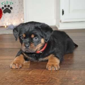 Duke, Rottweiler Puppy